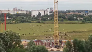 Из спортивной поляны в пастбище: в пойме реки Трубеж пасутся сотни коров