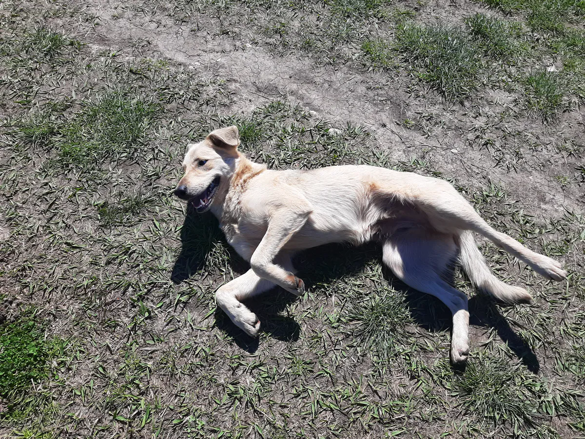 Неизвестный повесил шесть щенков в Пестречинском районе