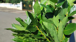 Успокойте свои бессонные ночи с помощью лаврового листа: удивительные свойства, о которых вы и не подозревали