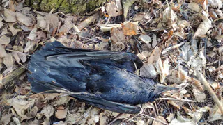 Еще 16 птиц: люди продолжают находить тушки мертвых пернатых в Дягилеве