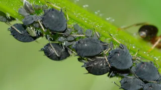 Бросила на землю и обалдела — смородина стала «неуязвима» для тли — за 7 лет ни одного «скрученного» листочка