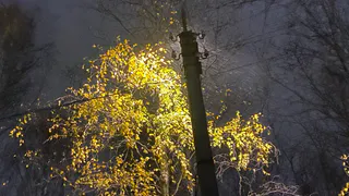 19 октября в Коми температура воздуха опустится ниже нуля, пройдут снег и дождь