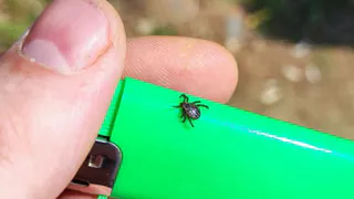 Уже в марте клещи атаковали татарстанцев