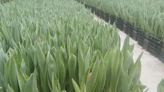 Во Владимирской области к международному женскому дню вырастили 235 тысяч тюльпанов