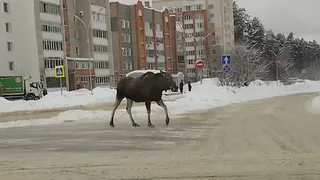 В Заречном невозмутимый лось гулял по проезжей части