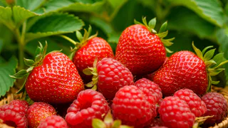 Долгоносик оставит без урожая клубники и малины, если не сделать это в апреле и мае. Вот что надо сделать для спасения ягод