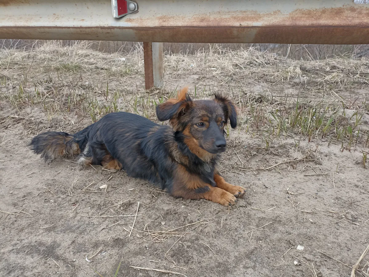 Жителям Челябинской области пояснили об опасности лептоспироза для животных