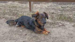 Жителям Челябинской области пояснили об опасности лептоспироза для животных