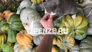 В Пензе спасатели оказали помощь бедным котятам, застрявшим в вентиляционной шахте