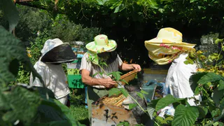 Магазинный мед - это не то. Рассказываем, где взять свежий и вкусный!