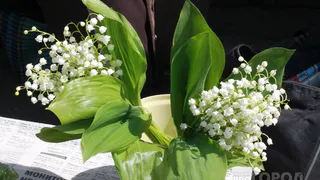 Цветы-вампиры: 10 ядовитых комнатных растений, которые нельзя держать дома