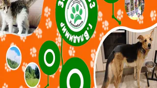 Два кане-корсо из приюта «Зоозабота» во Владимире отчаянно ищут дом и шанс выжить