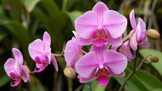 Всем орхидеям в октябре — срочно: капаю три капли в воду — и очнется даже поникший цветонос