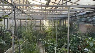 Снял поликарбонат с теплицы, и больше никогда им не накрою. Почему теперь глупо делать из него теплицу