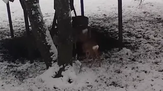 В лесах Чувашии открылись зимние столовые