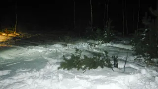 В Камешковском районе задержали местного жителя, незаконно срубившего несколько хвойных деревьев