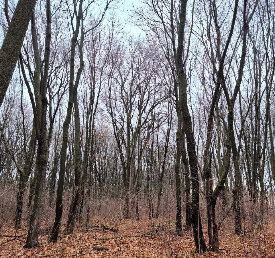 2 января в Нижнекамске будет пасмурно и без осадков