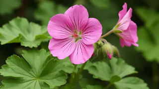 Для пышного цветения герани — секрет: 1 щепотка в воду — и бутоны появляются один за другим. Мощная подкормка для пеларгонии