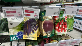 Больше не покупаю дорогущий севок: нашел сорт из семян в разы лучше - вырастает гигантом и хранится всю зиму