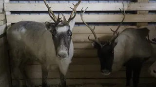 Уничтожителей краснокнижных видов в Коми “настигнет” суровое наказание