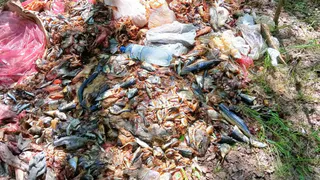 Россельхознадзор выявил свалку рыбных и мясных отходов в Рязанском районе