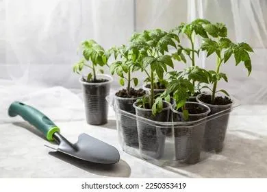 Весенней рассаде и будущему урожаю поможет зима