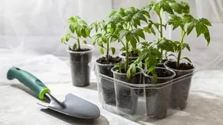 Весенней рассаде и будущему урожаю поможет зима