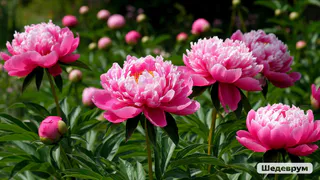 Для стимулирования цветения пионов - обязательно: засыпаю 15 грамм в ведро во время образования бутона