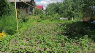 Как за 10 минут избавиться от проволочника на весь год: опытный садовод дал совет на осень — пригодится картофель