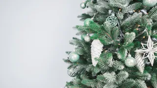 Во Владимирской области живые елки к Новому году подорожают