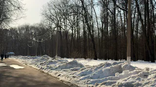 Чибисы вернулись в Рязанскую область раньше срока