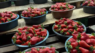 "Здесь фрукты можно есть бесплатно": россиянка поделилась честным отзывом об Абхазии