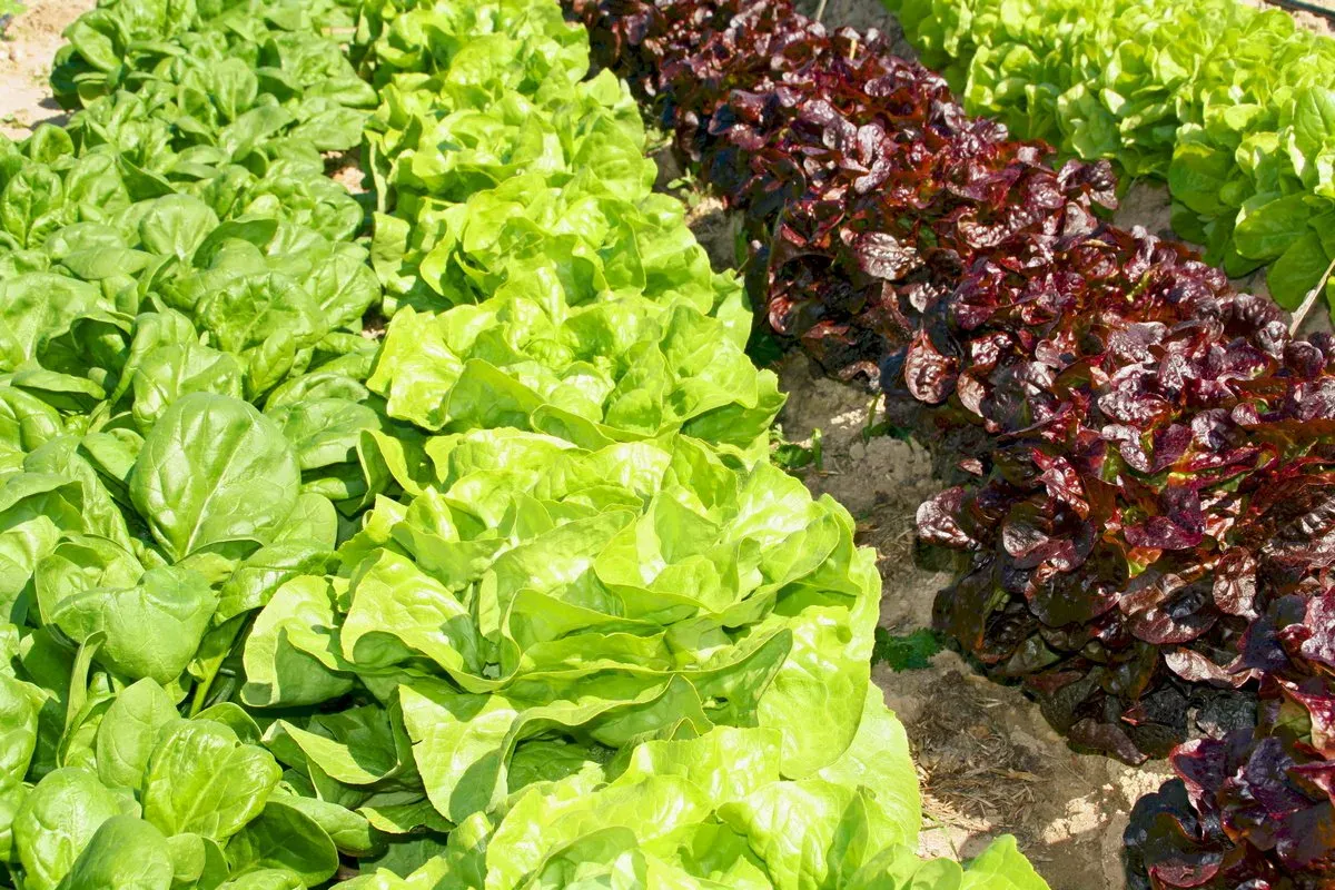 Три салата, которые не боятся ни дождя, ни холода — сажай до конца августа и хрусти свежим до осени