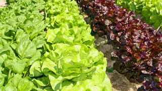 Три салата, которые не боятся ни дождя, ни холода — сажай до конца августа и хрусти свежим до осени