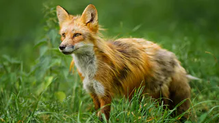 В Нижнекамске начали раскладывать вакцину против бешенства