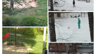 «Гулять на площадке невозможно»: девушка жалуется на некультурных собаководов