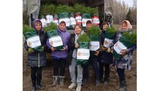 Чувашия отправляет 50 000 сеянцев сосны для восстановления лесов Донецкой Республики