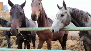 В Рязани на конезаводе лошадь погибла после гостинца от посетителей