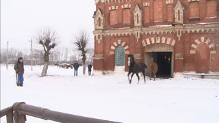 Рязанцы собирают подписи под петицией о спасении Cтарожиловского конного завода