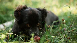 Дай лапку: Мисти, Вита и Джуси в поисках нового дома