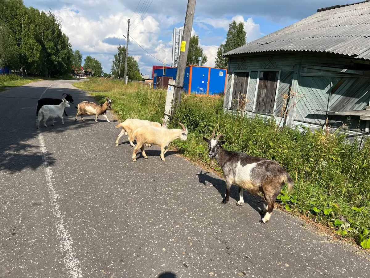 Народные приметы против метеорологов: какие августовские предсказания сбываются