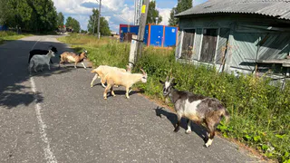 Народные приметы против метеорологов: какие августовские предсказания сбываются