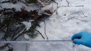 Житель Коми погиб, когда на него упало дерево высотой 23 метра