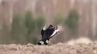 Камера-ловушка запечатлела токующих тетеревов в Меленковском заказнике