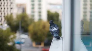 В Москве экстренно введен карантин