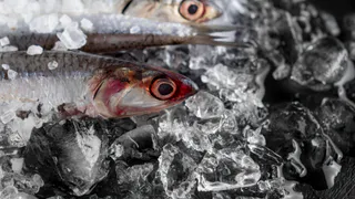 В Магнитогорске отмечен рост заболеваемости описторхозом