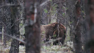 Гости заказника «Белый» оказались на одной тропе с медведями
