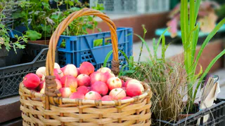 Вот так шведы используют излишки яблок и груш: до удивления просто