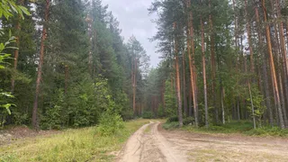 Грибников будут задерживать и штрафовать: это строгое правило вводится с 21 сентября