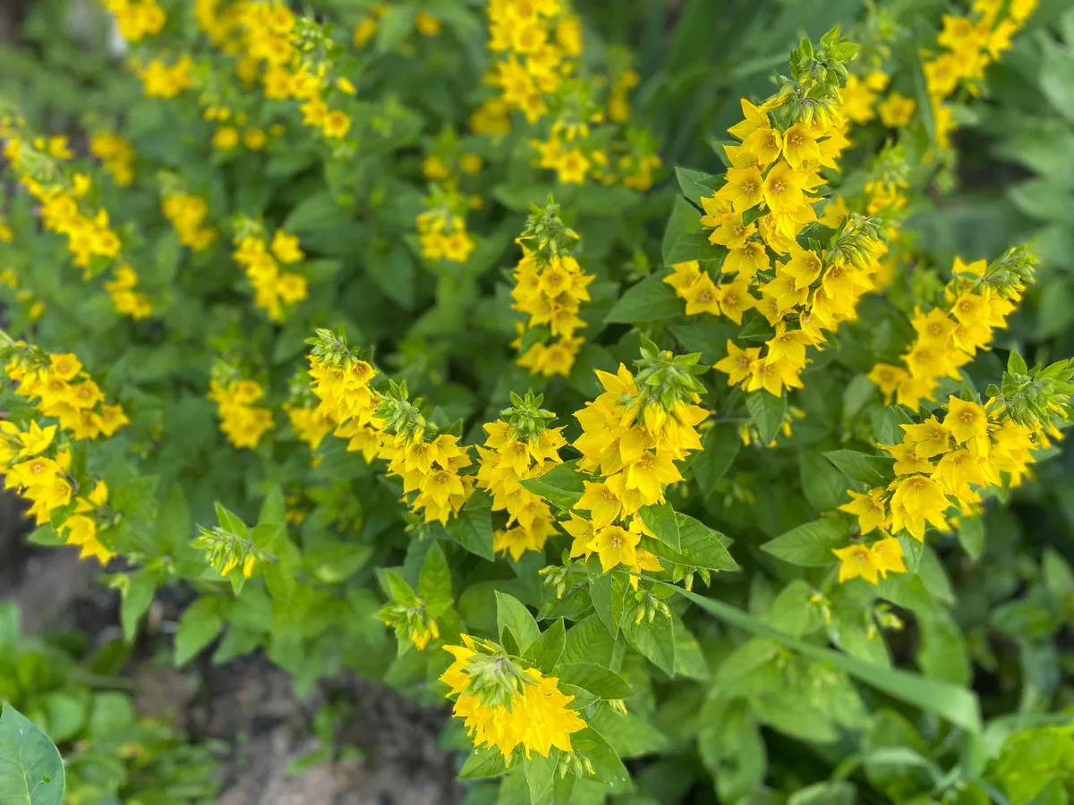 Гороскоп на 4 июля призывает смело воплощать мечты в реальность